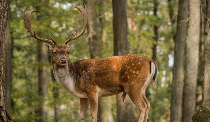 The state should have an independent 'wildlife policy' | राज्याचे स्वतंत्र ‘वन्यजीव धोरण’ हवे The state should have an independent 'wildlife policy' | राज्याचे स्वतंत्र ‘वन्यजीव धोरण’ हवे