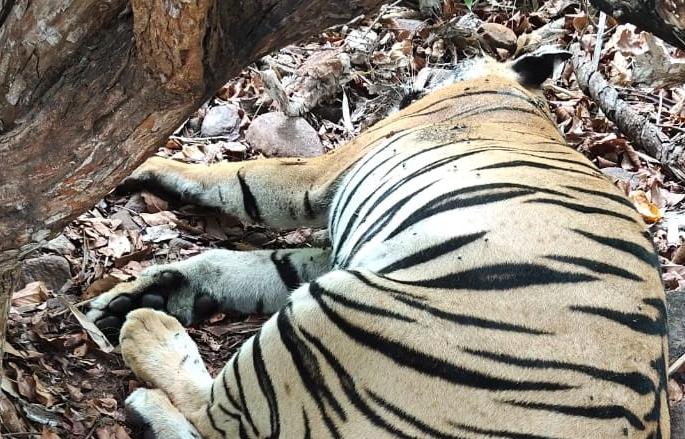 Death of a tiger attacking a veterinary officer in tadoba chandrapur | पशुवैद्यकीय अधिकाऱ्यावर हल्ला करणाऱ्या वाघिणीचा मृत्यू Death of a tiger attacking a veterinary officer in tadoba chandrapur | पशुवैद्यकीय अधिकाऱ्यावर हल्ला करणाऱ्या वाघिणीचा मृत्यू