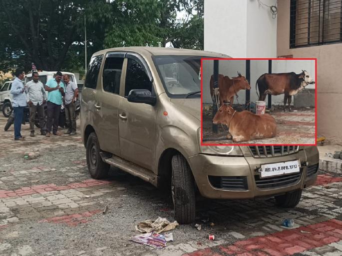 Cattle stole by car, police saves life of three cattle | कारमध्ये काेंबून गुरांची चाेरी, पाेलिसांनी पाठलाग करून पकडले Cattle stole by car, police saves life of three cattle | कारमध्ये काेंबून गुरांची चाेरी, पाेलिसांनी पाठलाग करून पकडले