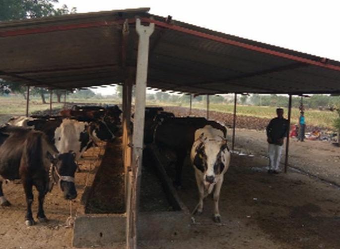 Milk prices are small and cattle feed prices | दुधाचे भाव अल्प तर पशुखाद्यांचे भाव गगनाला