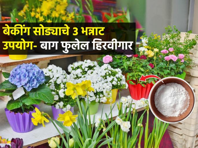 3 ways to use baking soda for plants gardening tips : Use soda in 3 ways to make your home garden bloom - lots of flowers will come, the garden will bloom beautifully... | घरातल्या कुंड्यांमधल्या छोट्या रोपांनाही येतील भरपूर फुलं, बेकिंग सोड्याचा करा ३ प्रकारे वापर