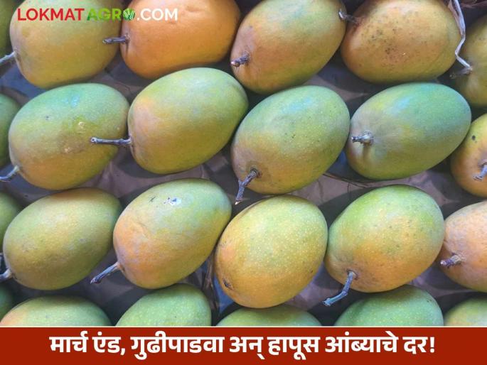Hapus Mango: Hapus mango has entered the market! What is the price on the occasion of Gudi Padwa? | Hapus Mango : हापूस आंबा बाजारात दाखल! गुढीपाडव्याच्या मुहूर्तावर दर किती?