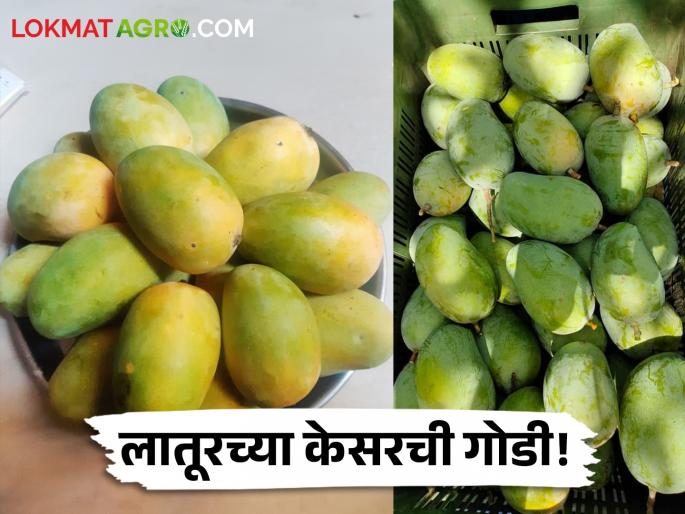 The states of Gujarat, Madhya Pradesh, Jharkhand have the taste of Latur's saffron! | गुजरात, मध्य प्रदेश, झारखंड राज्यांना लातूरच्या केसरची गोडी ! The states of Gujarat, Madhya Pradesh, Jharkhand have the taste of Latur's saffron! | गुजरात, मध्य प्रदेश, झारखंड राज्यांना लातूरच्या केसरची गोडी !