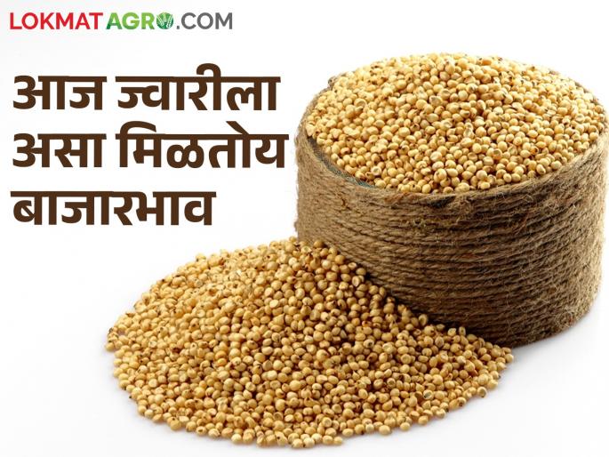 Maldandi jowar of Pune and white jowar of Dharashiv are fetching this price in this morning session.. | पुण्याची मालदांडी अन् धाराशिवच्या पांढऱ्या ज्वारीला आज सकाळच्या सत्रात असा मिळतोय भाव.. Maldandi jowar of Pune and white jowar of Dharashiv are fetching this price in this morning session.. | पुण्याची मालदांडी अन् धाराशिवच्या पांढऱ्या ज्वारीला आज सकाळच्या सत्रात असा मिळतोय भाव..