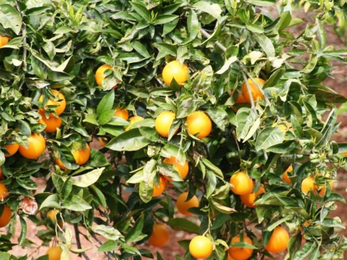 An attack of fungal disease on oranges due to hail | गारपिटीमुळे संत्र्यावर बुरशीजन्य रोगाचा अटॅक An attack of fungal disease on oranges due to hail | गारपिटीमुळे संत्र्यावर बुरशीजन्य रोगाचा अटॅक
