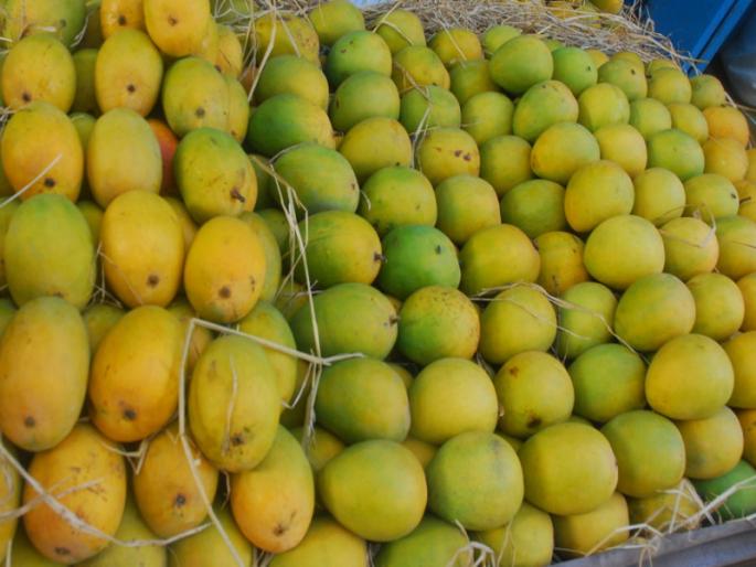 apmc system for mango management | एपीएमसीत हापूसला मिळतेय ‘गोड’ वागणूक; आंबा व्यवस्थापनासाठी यंत्रणा apmc system for mango management | एपीएमसीत हापूसला मिळतेय ‘गोड’ वागणूक; आंबा व्यवस्थापनासाठी यंत्रणा