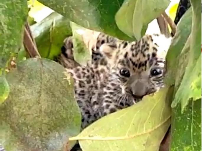 Two leopard cubs found in Prambi forest | कोळंबीच्या जंगलात आढळली बिबट्याची दोन पिल्ले Two leopard cubs found in Prambi forest | कोळंबीच्या जंगलात आढळली बिबट्याची दोन पिल्ले