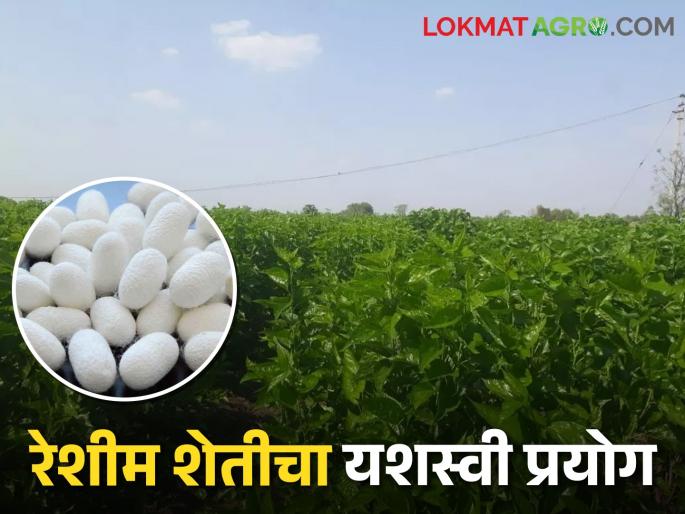 latest News Good income in three weeks, successful sericulture of farmers in Wardha district | Success Story : तीन आठवड्यात चांगलं उत्पन्न, वर्धा जिल्ह्यातील शेतकऱ्यांची यशस्वी रेशीम शेती  latest News Good income in three weeks, successful sericulture of farmers in Wardha district | Success Story : तीन आठवड्यात चांगलं उत्पन्न, वर्धा जिल्ह्यातील शेतकऱ्यांची यशस्वी रेशीम शेती