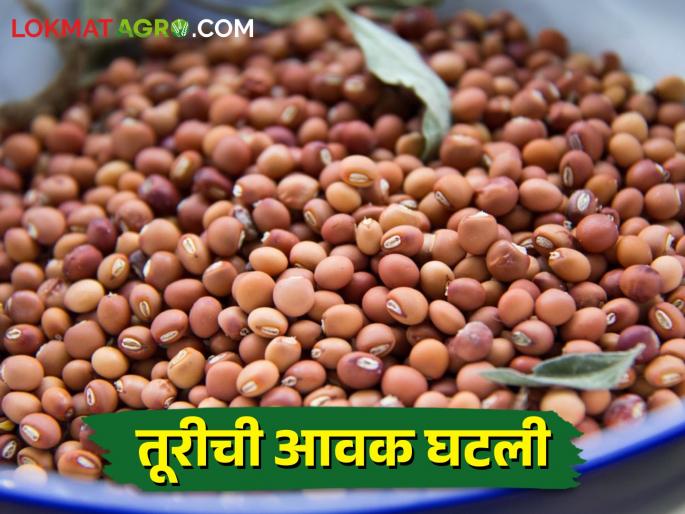 Turi's income declined; Rate run to high! | तुरीची आवक घटली; दराची धाव उच्चांकाकडे! Turi's income declined; Rate run to high! | तुरीची आवक घटली; दराची धाव उच्चांकाकडे!
