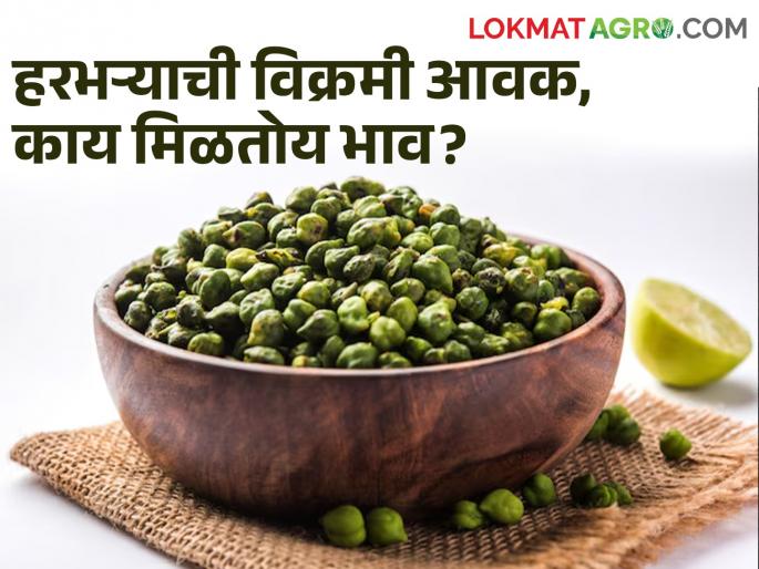 Queues of vehicles in the premises of market committees in the state to sell new gram, what is the price? | नवीन हरभरा विकण्यासाठी राज्यातील बाजारसमित्यांच्या प्रांगणात वाहनांच्या रांगा, काय मिळतोय भाव? Queues of vehicles in the premises of market committees in the state to sell new gram, what is the price? | नवीन हरभरा विकण्यासाठी राज्यातील बाजारसमित्यांच्या प्रांगणात वाहनांच्या रांगा, काय मिळतोय भाव?