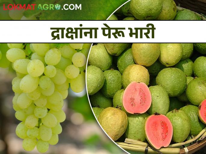 Exportable grape producers: But now doing guava farming! | निर्यातक्षम द्राक्ष उत्पादक : मात्र आता करतोय पेरु शेती ! Exportable grape producers: But now doing guava farming! | निर्यातक्षम द्राक्ष उत्पादक : मात्र आता करतोय पेरु शेती !