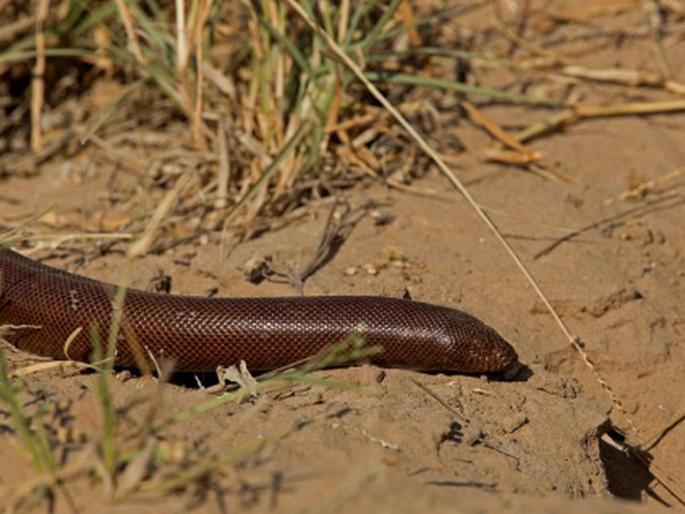 maandaula-saapaacai-tasakarai-karanaarae-laagalae-vanavaibhaagaacayaa-galaalaa | मांडुळ सापाची तस्करी करणारे लागले वनविभागाच्या गळाला maandaula-saapaacai-tasakarai-karanaarae-laagalae-vanavaibhaagaacayaa-galaalaa | मांडुळ सापाची तस्करी करणारे लागले वनविभागाच्या गळाला