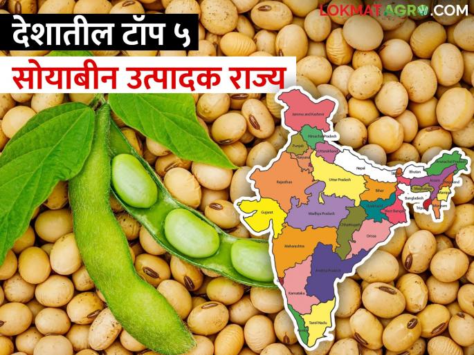 Which states produce the most soybeans in India? Find out.. | भारतात सर्वाधिक सोयाबीन कोणत्या राज्यांमधून येतं? जाणून घ्या.. Which states produce the most soybeans in India? Find out.. | भारतात सर्वाधिक सोयाबीन कोणत्या राज्यांमधून येतं? जाणून घ्या..
