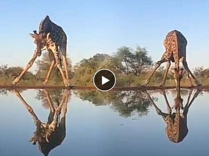 How giraffes drink water watch wildlife viral video | जिराफ पाणी कसं पितो? पाणी पिताना करावी लागते खूप कसरत, बघा व्हिडीओ How giraffes drink water watch wildlife viral video | जिराफ पाणी कसं पितो? पाणी पिताना करावी लागते खूप कसरत, बघा व्हिडीओ