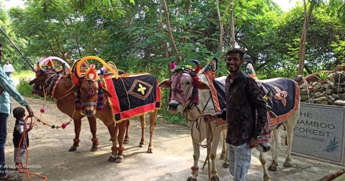 Sachin worships Sarja-Raja at Tadoba; Celebrate the hive festival with the farmers of Tukum | सचिनने ताडोबात केली सर्जा-राजाची पूजा; तुकुम येथील शेतकऱ्यांसोबत केला पोळा सण साजरा Sachin worships Sarja-Raja at Tadoba; Celebrate the hive festival with the farmers of Tukum | सचिनने ताडोबात केली सर्जा-राजाची पूजा; तुकुम येथील शेतकऱ्यांसोबत केला पोळा सण साजरा