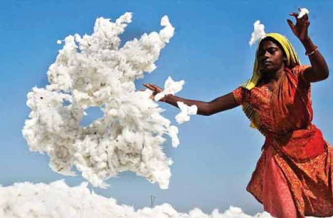 Cotton remain stored at ten thousand farmers | दहा हजार शेतकऱ्यांकडील पांढरे सोने घरातच Cotton remain stored at ten thousand farmers | दहा हजार शेतकऱ्यांकडील पांढरे सोने घरातच
