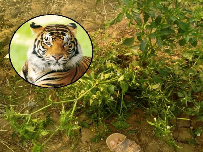 A tiger appeared in a field on mohadi tehsil; Bystanders trampled crops worth millions for see the tiger | वाघानं दर्शन दिलं, बघ्यांनी लाखोंचं पीक तुडवलं; मिरची, चवळी, टोमॅटो, वांग्याचे नुकसान A tiger appeared in a field on mohadi tehsil; Bystanders trampled crops worth millions for see the tiger | वाघानं दर्शन दिलं, बघ्यांनी लाखोंचं पीक तुडवलं; मिरची, चवळी, टोमॅटो, वांग्याचे नुकसान