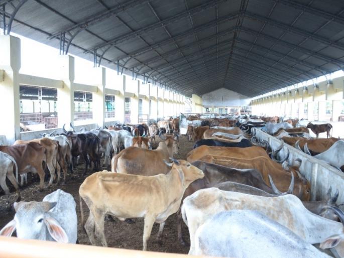 Approved scythe to the caught cows | पकडलेल्या गायींना खावटी मंजूर Approved scythe to the caught cows | पकडलेल्या गायींना खावटी मंजूर