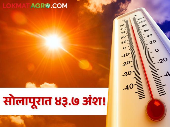 Temperature Rise: Solapur recorded the highest temperature at 43.7 degrees, where was the mercury today? | temperature Rise: सोलापूरात ४३.७ अंशांनी सर्वाधिक तापमानाची नोंद, कुठे कसा होता आज पारा? Temperature Rise: Solapur recorded the highest temperature at 43.7 degrees, where was the mercury today? | temperature Rise: सोलापूरात ४३.७ अंशांनी सर्वाधिक तापमानाची नोंद, कुठे कसा होता आज पारा?