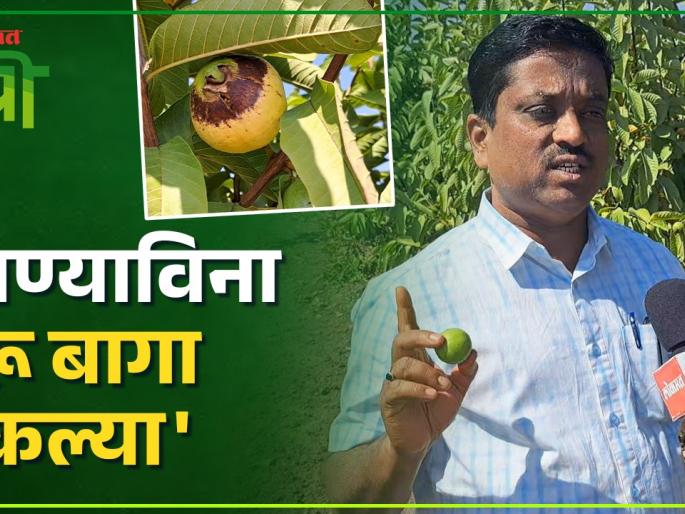Water shortage hits in January itself! Peru gardens dry up in Purandar taluka How will the summer go? | Water Sortage : जानेवारीतच पाणीटंचाईच्या झळा! पुरंदर तालुक्यात पेरूच्या बागा सुकल्या; उन्हाळा कसा जाणार? Water shortage hits in January itself! Peru gardens dry up in Purandar taluka How will the summer go? | Water Sortage : जानेवारीतच पाणीटंचाईच्या झळा! पुरंदर तालुक्यात पेरूच्या बागा सुकल्या; उन्हाळा कसा जाणार?