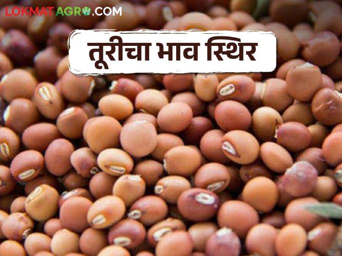 Tur Market: The price of Tur is stable! Today, the state is receiving 6 thousand 424 quintals. | Tur Market: तूरीचा भाव स्थिर! आज राज्यात ६ हजार ४२४ क्विंटलची आवक, मिळतोय असा भाव.. Tur Market: The price of Tur is stable! Today, the state is receiving 6 thousand 424 quintals. | Tur Market: तूरीचा भाव स्थिर! आज राज्यात ६ हजार ४२४ क्विंटलची आवक, मिळतोय असा भाव..