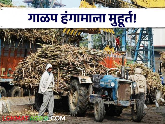 Sugar Factory: The sugaring season in Maharashtra starts today! But only half of the factories have got licenses for filtration | Sugar Factory : महाराष्ट्रातील गाळप हंगाम आजपासून सुरू! पण अर्ध्याच कारखान्यांना मिळाले गाळपाचे परवाने Sugar Factory: The sugaring season in Maharashtra starts today! But only half of the factories have got licenses for filtration | Sugar Factory : महाराष्ट्रातील गाळप हंगाम आजपासून सुरू! पण अर्ध्याच कारखान्यांना मिळाले गाळपाचे परवाने