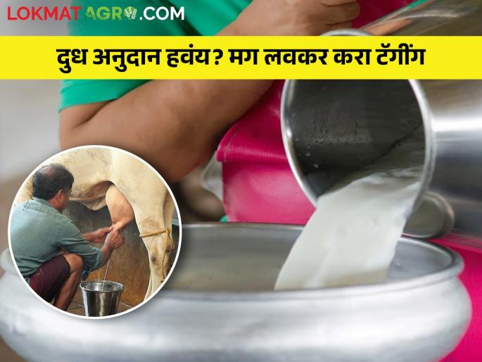 If you want milk subsidy, tag the animals immediately, the process has started.. | दुध अनुदान हवं असेल तर ताबडतोब करा जनावरांना टॅगींग, प्रक्रिया झाली सुरू.. If you want milk subsidy, tag the animals immediately, the process has started.. | दुध अनुदान हवं असेल तर ताबडतोब करा जनावरांना टॅगींग, प्रक्रिया झाली सुरू..