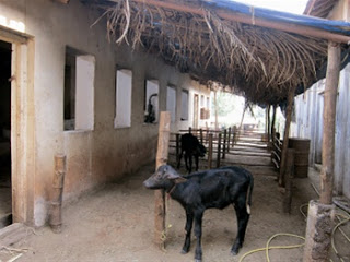 Red buffalo born with test tube technology! | पुण्यात टेस्ट ट्यूब तंत्रज्ञानाने जन्मले म्हशीचे रेडकू! Red buffalo born with test tube technology! | पुण्यात टेस्ट ट्यूब तंत्रज्ञानाने जन्मले म्हशीचे रेडकू!