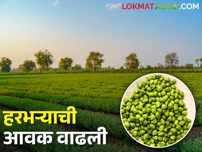 Garda with Katya gram, red gram is getting per quintal... | कात्या हरभऱ्यासह गार्डा, लाल जातीच्या हरभऱ्याला क्विंटलमागे मिळतोय... Garda with Katya gram, red gram is getting per quintal... | कात्या हरभऱ्यासह गार्डा, लाल जातीच्या हरभऱ्याला क्विंटलमागे मिळतोय...