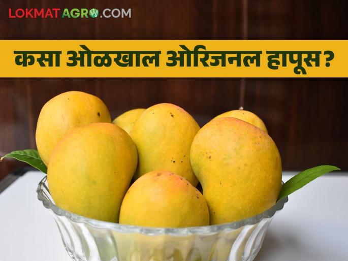 Sale of local mangoes under the name Hapus identificationn of Original Hapus Mango | लोकल आंब्याची 'हापूस'च्या नावाने विक्री; असा ओळखा ओरिजनल हापूस Sale of local mangoes under the name Hapus identificationn of Original Hapus Mango | लोकल आंब्याची 'हापूस'च्या नावाने विक्री; असा ओळखा ओरिजनल हापूस