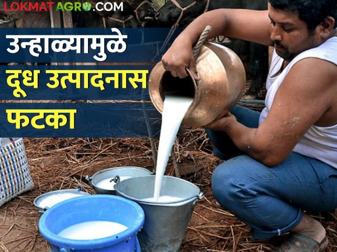 Due to the dry heat, the milk of the livestock dried up, the production also decreased | रखरखत्या उन्हामुळे पशुधनाचे दूध आटले, उत्पादनातही घट Due to the dry heat, the milk of the livestock dried up, the production also decreased | रखरखत्या उन्हामुळे पशुधनाचे दूध आटले, उत्पादनातही घट