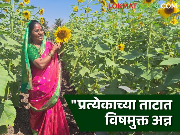 Organic Farming padmashri bijmata rahibai popere agriculture farmer pune agri college | Organic Farming : "हायब्रीड वाणांत दम नाही, प्रत्येकाच्या ताटात देशी वाणाचं विषमुक्त अन्न असावं" Organic Farming padmashri bijmata rahibai popere agriculture farmer pune agri college | Organic Farming : "हायब्रीड वाणांत दम नाही, प्रत्येकाच्या ताटात देशी वाणाचं विषमुक्त अन्न असावं"