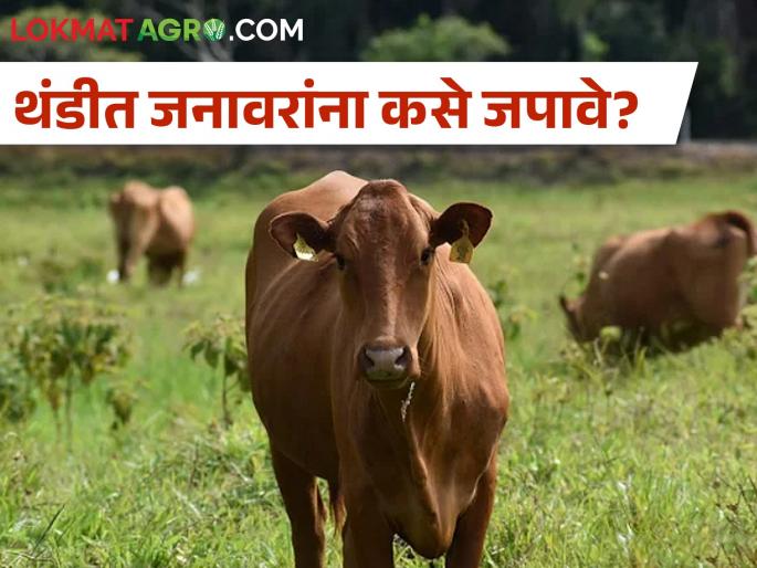 The possibility of animals getting sick due to cold, how to take care? | थंडीमुळे जनावरांना आजार जडण्याची शक्यता, कशी घ्याल काळजी? The possibility of animals getting sick due to cold, how to take care? | थंडीमुळे जनावरांना आजार जडण्याची शक्यता, कशी घ्याल काळजी?