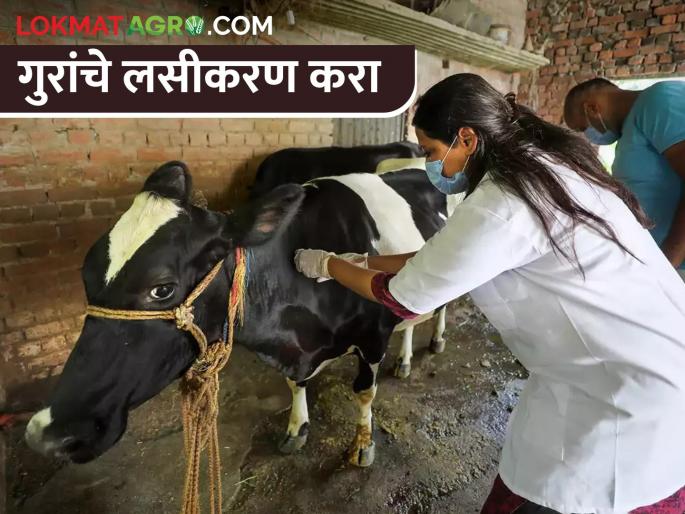 Vaccinate cattle; Prevent saliva scraping, PPR! | गुरांचे लसीकरण करा; लाळ खुरकत, पीपीआर प्रतिबंध करा! Vaccinate cattle; Prevent saliva scraping, PPR! | गुरांचे लसीकरण करा; लाळ खुरकत, पीपीआर प्रतिबंध करा!