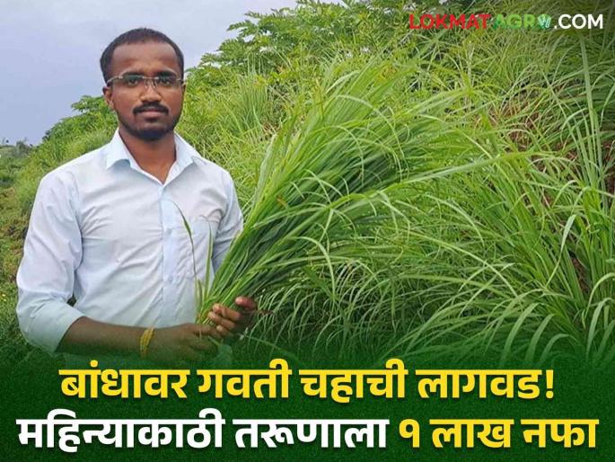 Lemongrass : Wow! Just put grass tea on the dam! This young man earns a profit of 1 lakh per month | Lemongrass : व्वा रे पठ्ठ्या! फक्त बांधावर लावला गवती चहा! महिन्याकाठी 'हा' तरूण कमावतो १ लाखांचा नफा Lemongrass : Wow! Just put grass tea on the dam! This young man earns a profit of 1 lakh per month | Lemongrass : व्वा रे पठ्ठ्या! फक्त बांधावर लावला गवती चहा! महिन्याकाठी 'हा' तरूण कमावतो १ लाखांचा नफा