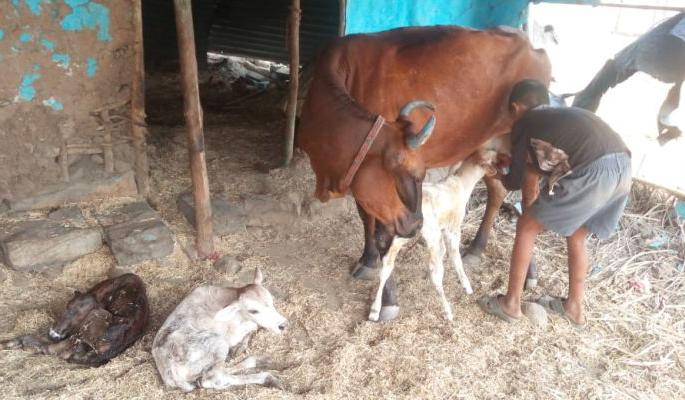 Birth of Lakshmi cow gave birth to three cubs in Wardha | वर्ध्यात 'लक्ष्मी'ने दिला तिळ्यांना जन्म Birth of Lakshmi cow gave birth to three cubs in Wardha | वर्ध्यात 'लक्ष्मी'ने दिला तिळ्यांना जन्म