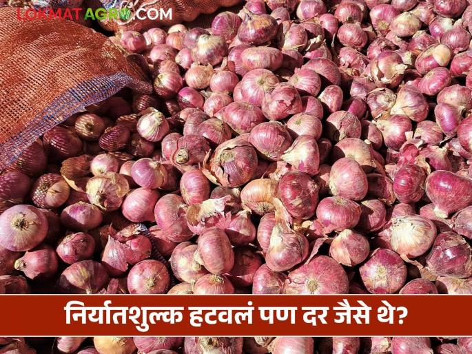 Onion rates at pune Gultekdi Market Yard What is the impact of removing export duty? | Onion Rates : गुलटेकडी मार्केट यार्डात कांद्याला 'एवढाच' दर! निर्यातशुल्क हटवल्याचा परिणाम किती? Onion rates at pune Gultekdi Market Yard What is the impact of removing export duty? | Onion Rates : गुलटेकडी मार्केट यार्डात कांद्याला 'एवढाच' दर! निर्यातशुल्क हटवल्याचा परिणाम किती?