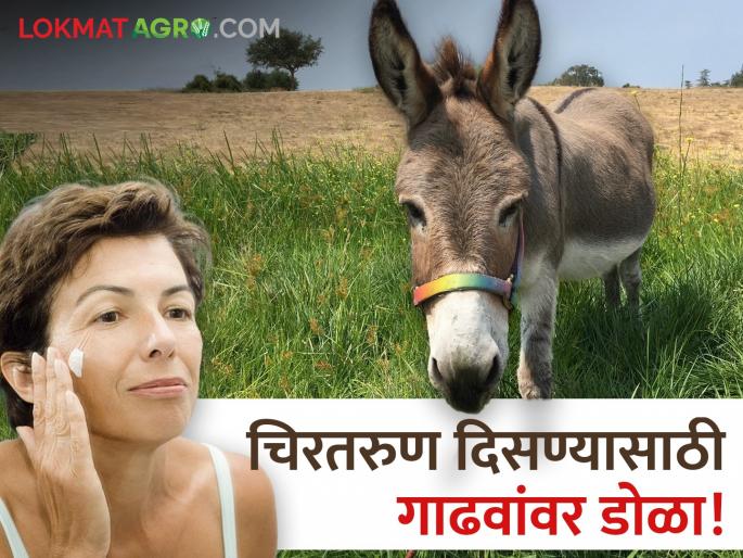 The insistence of looking eternally fatal! The theft of donkeys has increased worldwide | चिरतरुण दिसण्याचा हट्ट जीवघेणा! जगभरात वाढली गाढवांची चोरी