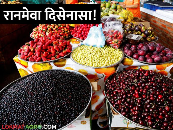 What to tell the new generation? Due to countless deforestation, wildfires, wild fruits have become invisible! | नव्या पिढीला सांगणार काय? बेसूमार जंगलतोड, वणव्यांमुळे रानमेवा झालाय दिसेनासा!