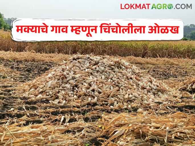 Identification of Chincholi village as a maize village, extract of 20 to 22 quintals per acre | मक्याचे गाव म्हणून चिंचोली गावाची ओळख, एकरी 20 ते 22 क्विंटलचा उतारा Identification of Chincholi village as a maize village, extract of 20 to 22 quintals per acre | मक्याचे गाव म्हणून चिंचोली गावाची ओळख, एकरी 20 ते 22 क्विंटलचा उतारा