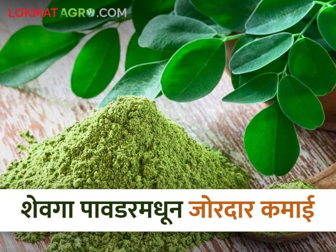 Leaving IT career aside, started a business of making powder from sevga, you will be amazed to hear the monthly profit. | आयटी करिअर बाजूला सारत सुरु केला शेवग्यापासून पावडर बनवण्याचा व्यवसाय, महिन्याकाठी मिळणारा नफा ऐकून व्हाल थक्क