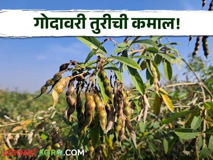 Godavari Tur best of 'Godavari'! The university's variety of Tur has doubled the farmer's income | Godavari Tur : 'गोदावरी'ची कमाल! विद्यापीठाच्या तुरीच्या वाणामुळे शेतकऱ्याचे उत्पन्न दुप्पटीने वाढले