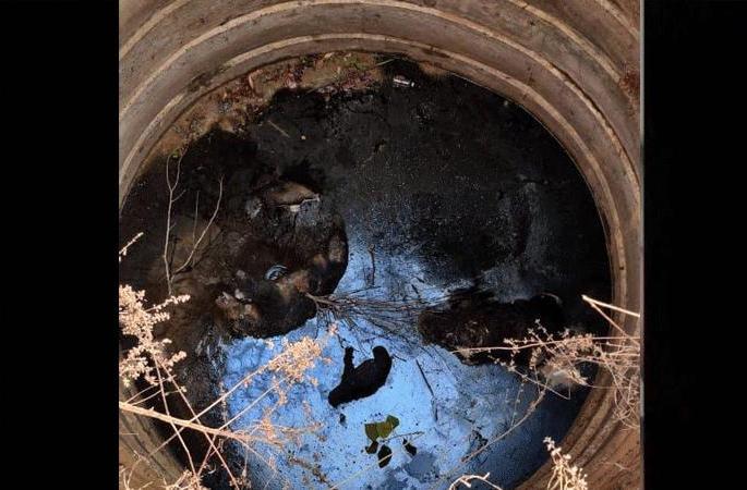 A pair of bears with two cubs in the well due to lack of walls | कठडे नसल्याने दोन पिल्लांसह अस्वलाच्या जोडीला विहिरीत जलसमाधी A pair of bears with two cubs in the well due to lack of walls | कठडे नसल्याने दोन पिल्लांसह अस्वलाच्या जोडीला विहिरीत जलसमाधी