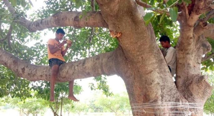 The cemetery became an online school; The tree became a mobile tower | स्मशानभूमी बनली ऑनलाईन शाळा; झाड बनले मोबाईल टॉवर The cemetery became an online school; The tree became a mobile tower | स्मशानभूमी बनली ऑनलाईन शाळा; झाड बनले मोबाईल टॉवर
