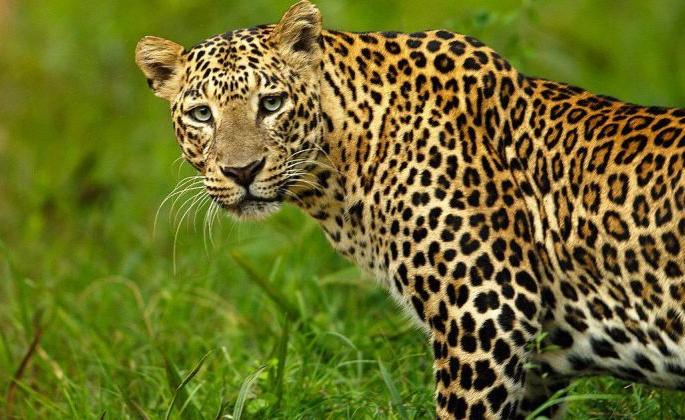 310 leopards killed across the country in six months | सहा महिन्यांत देशभरात ३१० बिबट्यांचा बळी; महाराष्ट्रात सर्वाधिक ९५