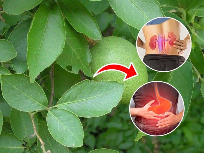 Betel leaves are very important in Shravan becauseuse of bel patra for skin, use of bilva patra for health and skin, 5 amazing benefits of bel patra  | बेलाच्या पानाचे ५ जबरदस्त फायदे- श्रावणात बेलाच्या पानांना अतिशय महत्त्व आहे कारण....