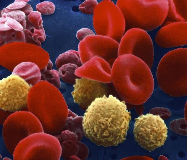 Super Specialty Hospital; Surgery only after bringing blood components! | सुपर स्पेशालिटी हॉस्पिटल ; रक्त घटक आणल्यावरच शस्त्रक्रिया!