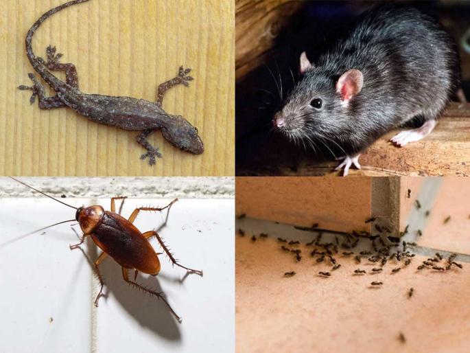 5 Common Bad Habits That Are Attracting Rats, Insects & Lizards to Your House | घरात उंदीर- पाली-झुरळांचा सुळसुळाट, कायमचा बंदोबस्त करण्यासाठी आजपासूनच ५ गोष्टी बंद करा... 5 Common Bad Habits That Are Attracting Rats, Insects & Lizards to Your House | घरात उंदीर- पाली-झुरळांचा सुळसुळाट, कायमचा बंदोबस्त करण्यासाठी आजपासूनच ५ गोष्टी बंद करा...
