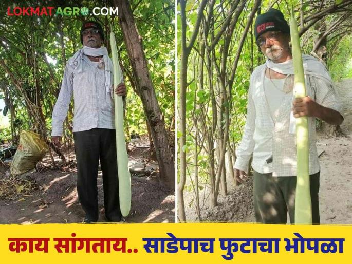 Farmer Ganpat auti grows five and half foot long bottle gourd in his farm read detail story | शेतकरी गणपत औटी यांच्या साडेपाच फूट लांबीचा दुधीभोपळ्याची तालुक्यात चर्चा वाचा सविस्तर Farmer Ganpat auti grows five and half foot long bottle gourd in his farm read detail story | शेतकरी गणपत औटी यांच्या साडेपाच फूट लांबीचा दुधीभोपळ्याची तालुक्यात चर्चा वाचा सविस्तर