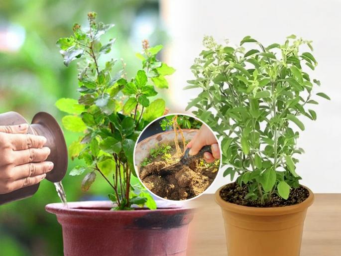 5 main reasons for the fast growth of tulasi plant, how to take care of tulsi plant, avoid 5 mistakes while growing tulsi plant  | ५ कारणांमुळे तुळशीच्या रोपाची चांगली वाढ होत नाही, बघा तुमचंही नेमकं तिथेच चुकतंय का